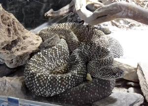 Crotale du Vénézuela (Crotalus durissus vegrandis)