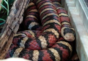 Serpent-roi de Querétaro (Lampropeltis ruthveni)