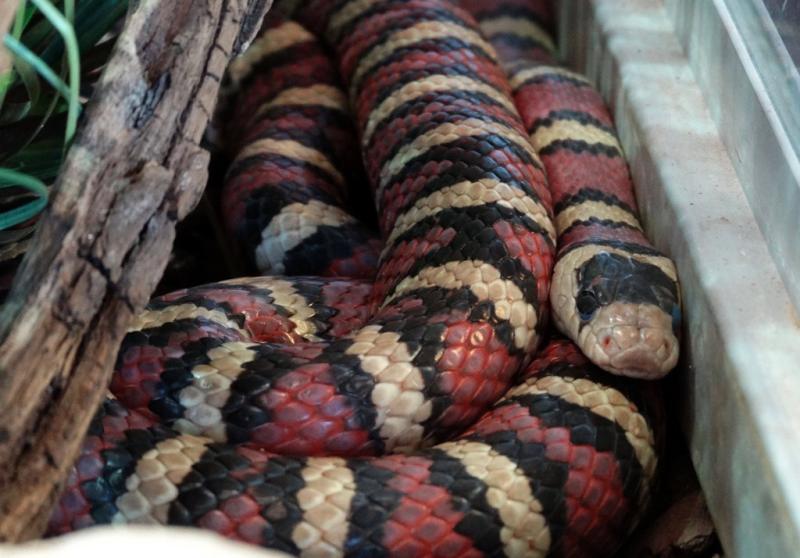 Serpent-roi de Querétaro (Lampropeltis ruthveni)