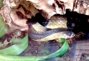 Krait annelé (Bungarus fasciatus)
