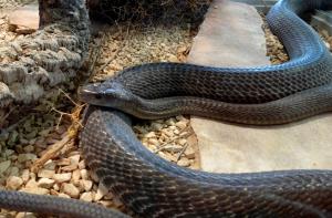 Mamba noir (Dendroaspis polylepis)