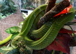 Manba vert (Dendroaspis angusticeps)