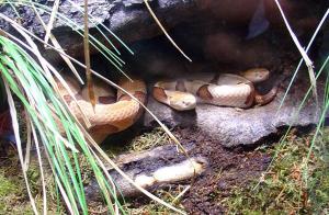Mocassin à tête cuivrée (Agkistrodon contortrix)