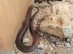 Orvet des Balkans (Pseudopus apodus)