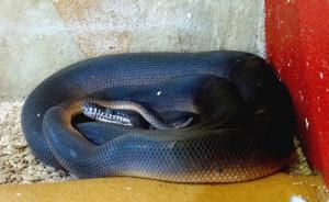 Python à lèvres blanches (Bothrochilus albertisii)