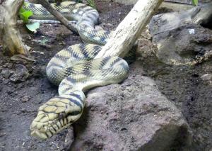 Python améthyste (Simalia amethistina)