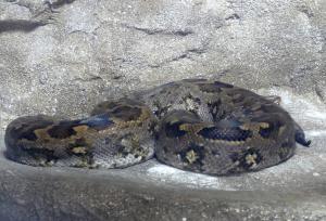 Python birman (Python bivittatus)