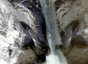 Python d'Angola (Python anchietae)