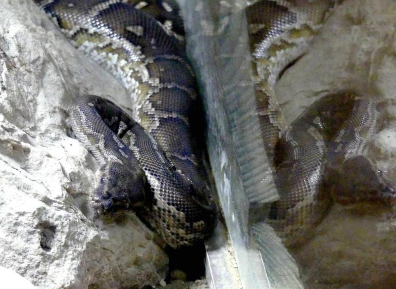 Python d'Angola (Python anchietae)