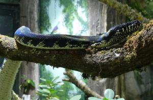 Python de Boelen (Simalia boeleni)
