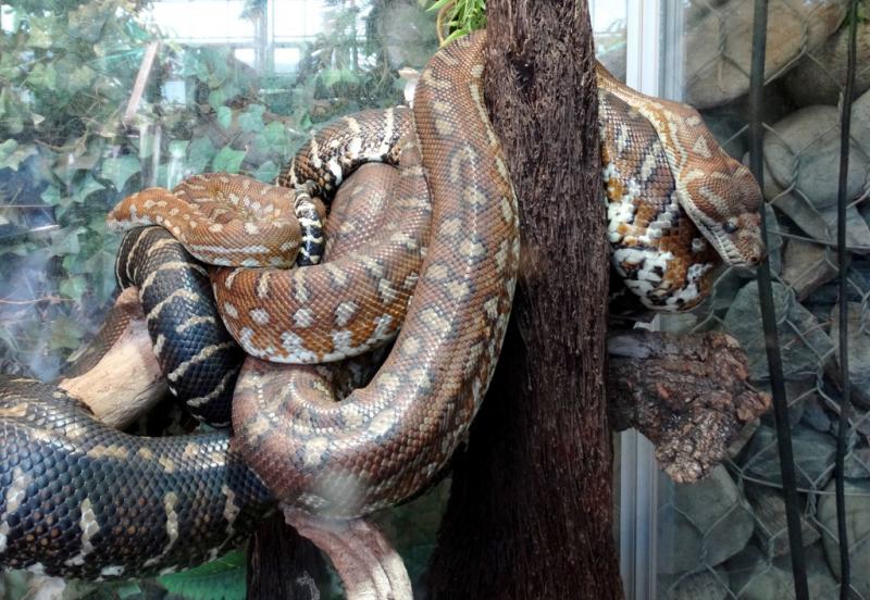 Python de Breld (Morelia bredli)