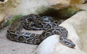 Python molure (Python molorus)