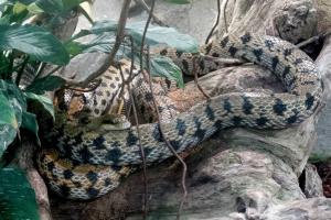 Python molure granité (Python molorus bivittatus)