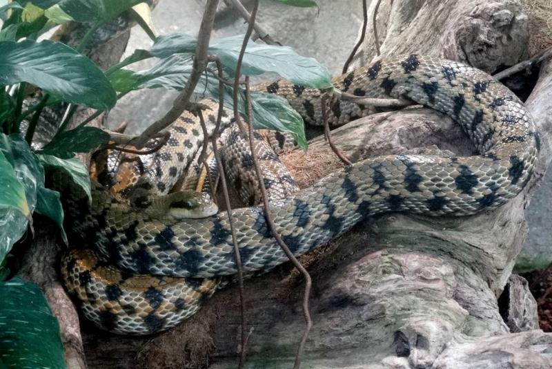 Python molure granité (Python molorus bivittatus)