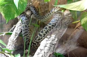 Python moucheté (Antaresia maculosa)
