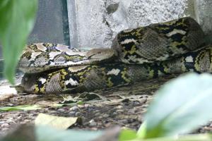 Python réticulé (Malayopython reticulatus)