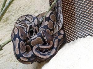 Python royal (Python regius)