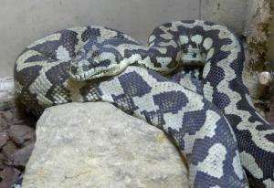Python tapis (Morelia spilota)