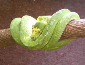 Python vert (Morelia viridis)