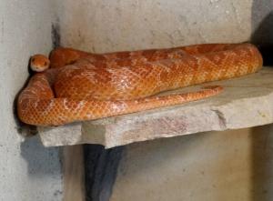 Serpent des blés (Pantherophis guttatus)