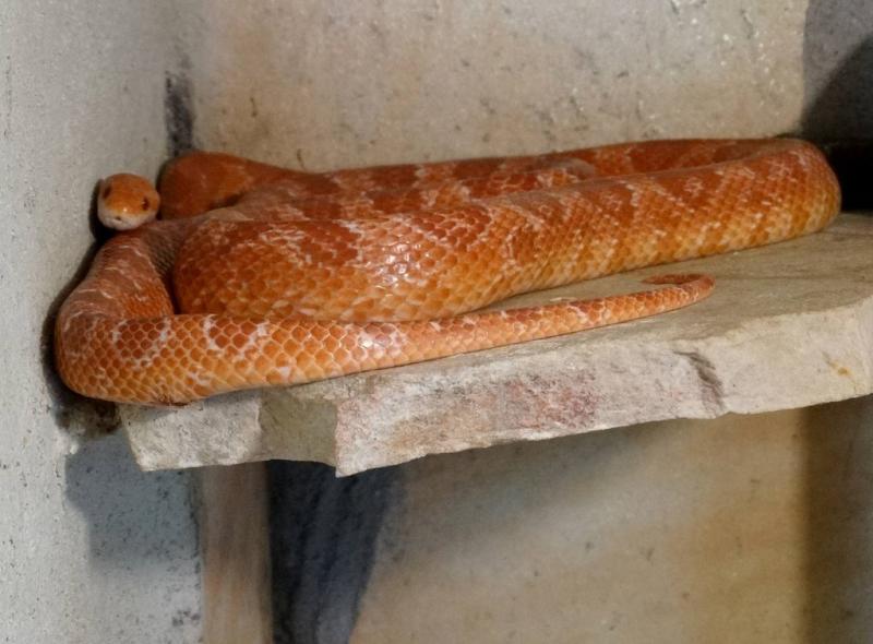 Serpent des blés (Pantherophis guttatus)