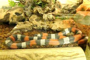 Serpent-roi du Honduras (Lampropeltis triangulum campbelli)