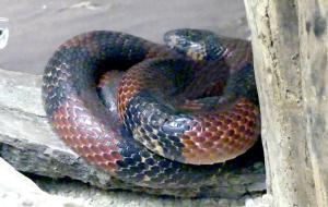 Serpent lait de Nelson (Lampropeltis triangulum nelsoni)