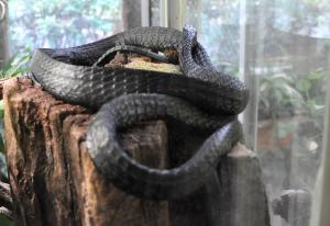 Serpent-lime du Cap (Limaformosa crossi)