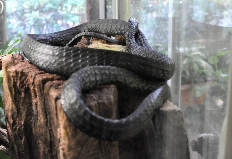 Serpent-lime du Cap (Limaformosa crossi)