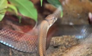 Serpent ratier à tête cuivrée (Coelognathus radiatus)