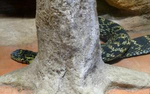 Serpent ratier chinois caréné (Elpahe carinata)