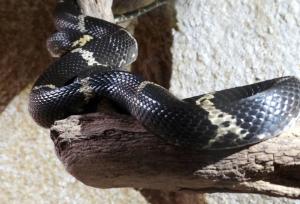 Serpent ratier d'Asie (Orthriophis taeniura ridleyi)