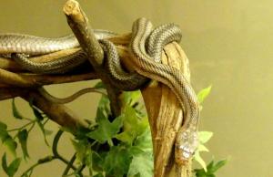 Serpent ratier de Baird  (Pantherophis bairdi)