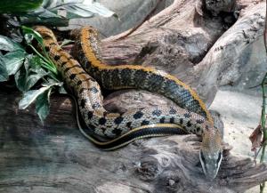 Serpent ratier de Taïwan (Orthriophis taenuira friesei)