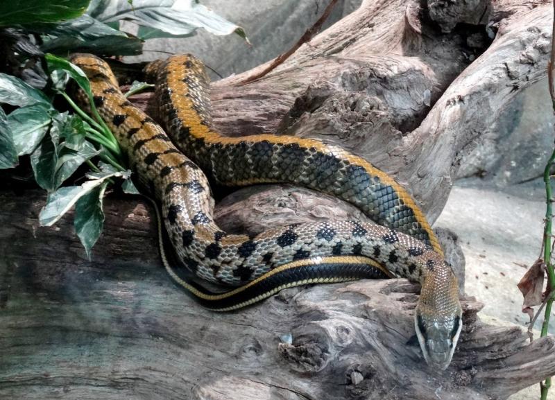 Serpent ratier de Taïwan (Orthriophis taenuira friesei)