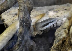 Serpent-ratier des cavernes (Orthriophis taeniura ridleyi)