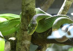 Serpent ratier des mangroves (Gonyosoma oxycephalum)