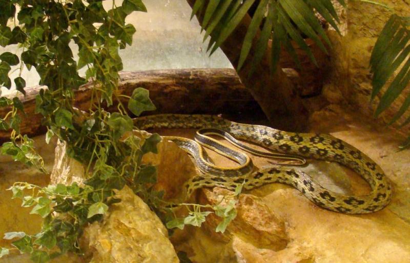 Serpent-ratier ligné de Taiwan (Elaphe taeniura)
