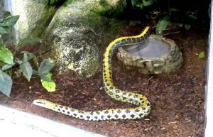 Serpent ratier mandarin (Euprepiophis mandarinus)