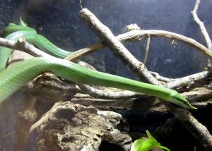Serpent ratier rhinocéros (Rhynchophis boulengeri)