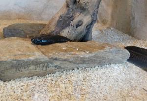 Serpent-roi (Lampropeltis getula nigrita)