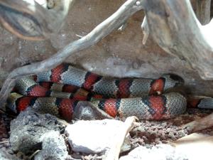 Serpent roi à bandes grises (Lampropeltis alterna)