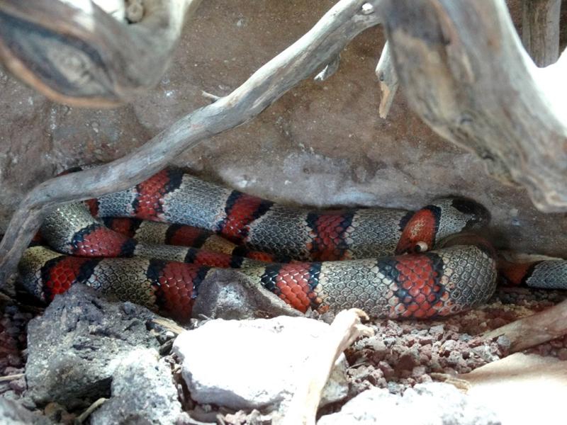 Serpent roi à bandes grises (Lampropeltis alterna)
