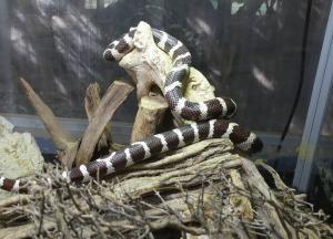 Serpent roi de Californie (Lampropeltis getula californiae)