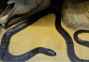 Serpent-roi noir (Pantherophis absoletus obsoletus)