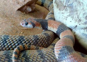 Serpent-corail du Cap (Aspidelaps lubricus)