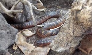 Taïpan du désert (Oxyuranus microlepidotus)