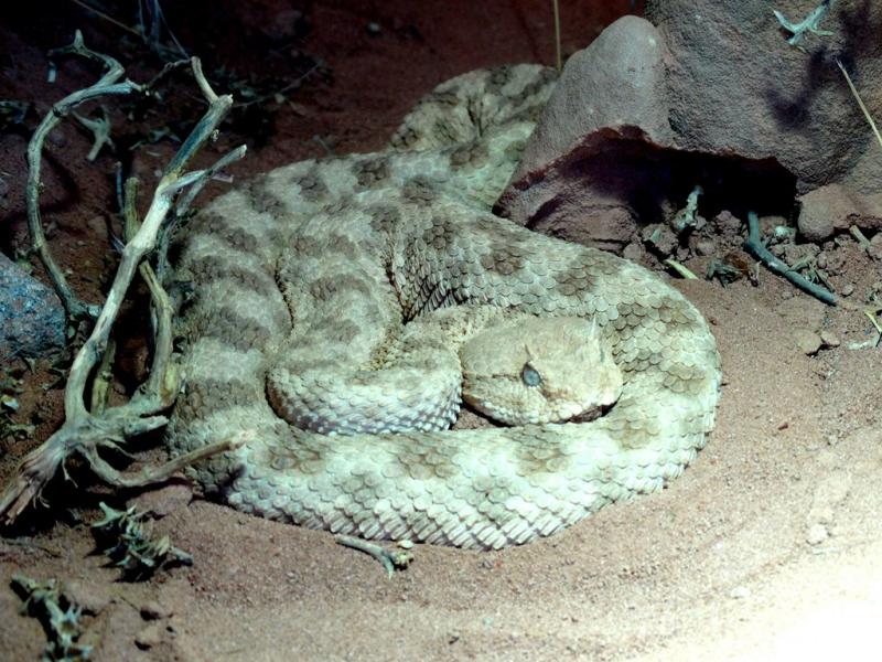 Vipère à cornes (Cerastes cerastes)