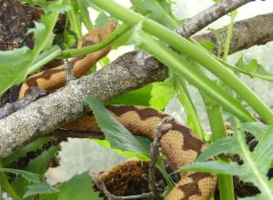 Vipère ammodyte (Vipera ammodytes)