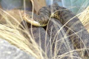 Vipère aspic (Vipera Aspis)